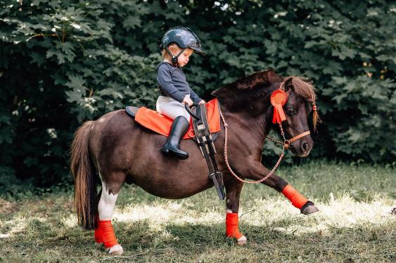 pferdeshooting ilona müller marktbreit tierfotograf tierfotografie kitzingen